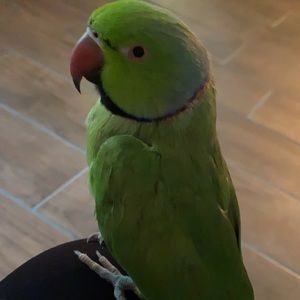 Meet your Posher, Karina